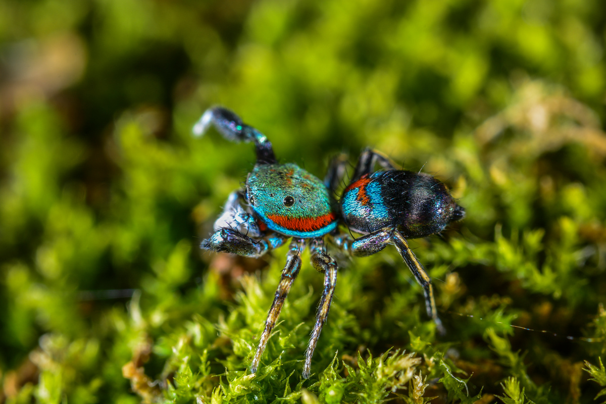 蓝翠跳蛛 - 东湖山 - 图虫