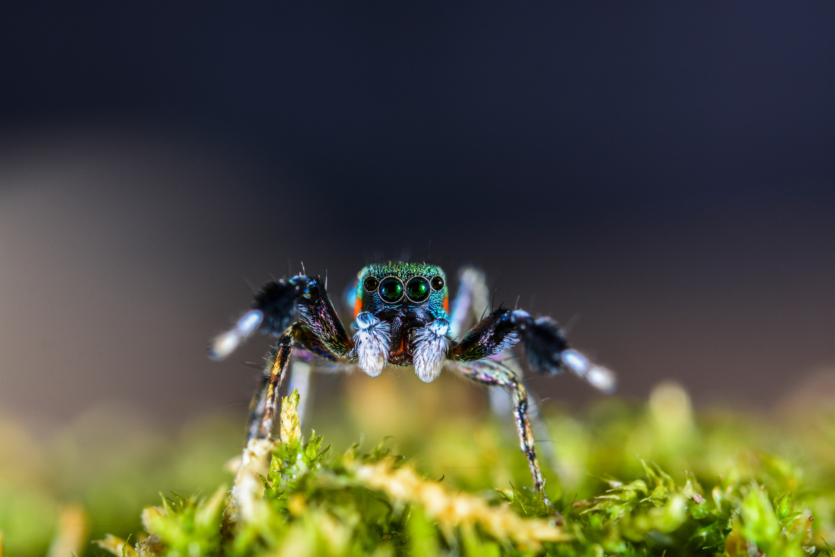 蓝翠跳蛛 - 东湖山 - 图虫