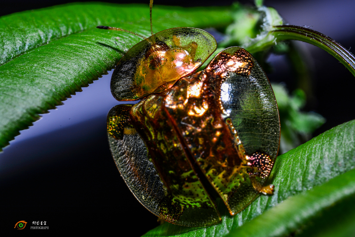 学名:黄金龟甲,也是第一次看到这么奇怪的甲虫,鞘翅目,背上的壳是透明