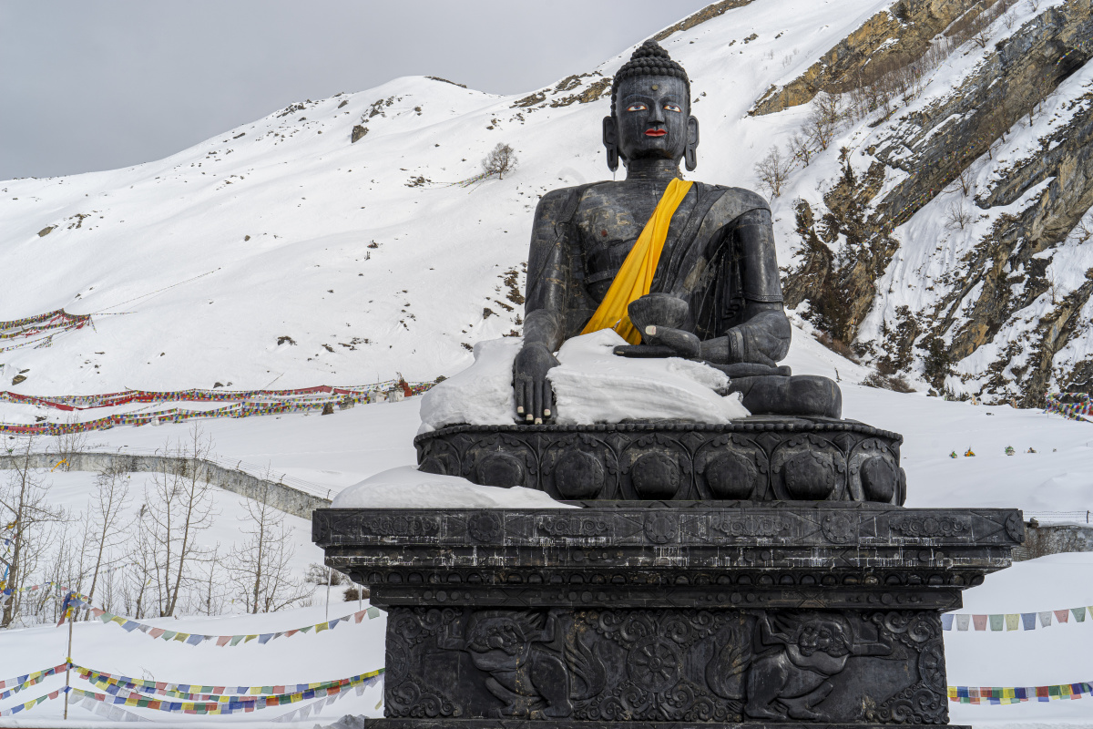 鹀类一种是活动于灌木草丛的鸟种