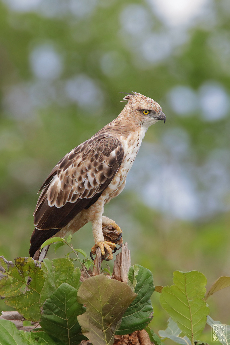 凤头蜂鹰