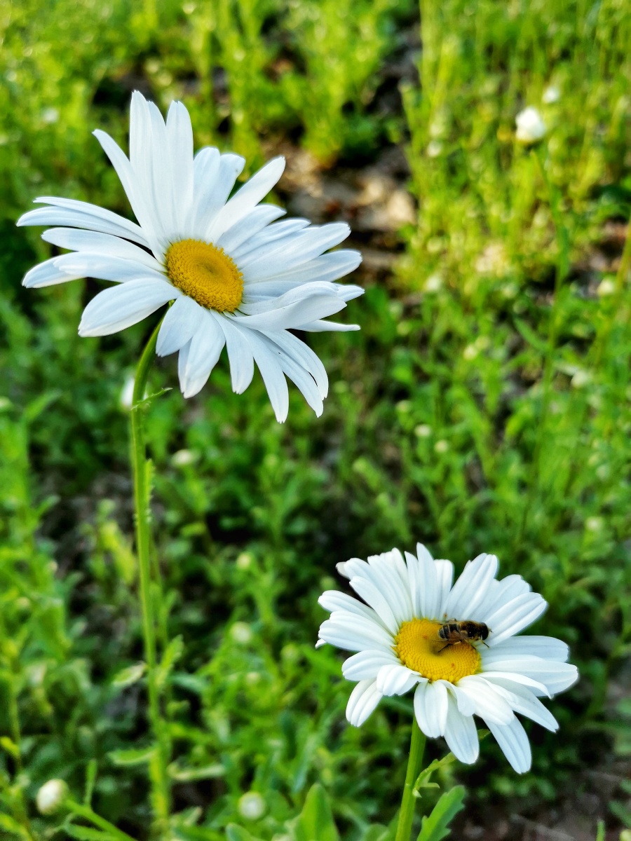 百草生山色也 - 图虫