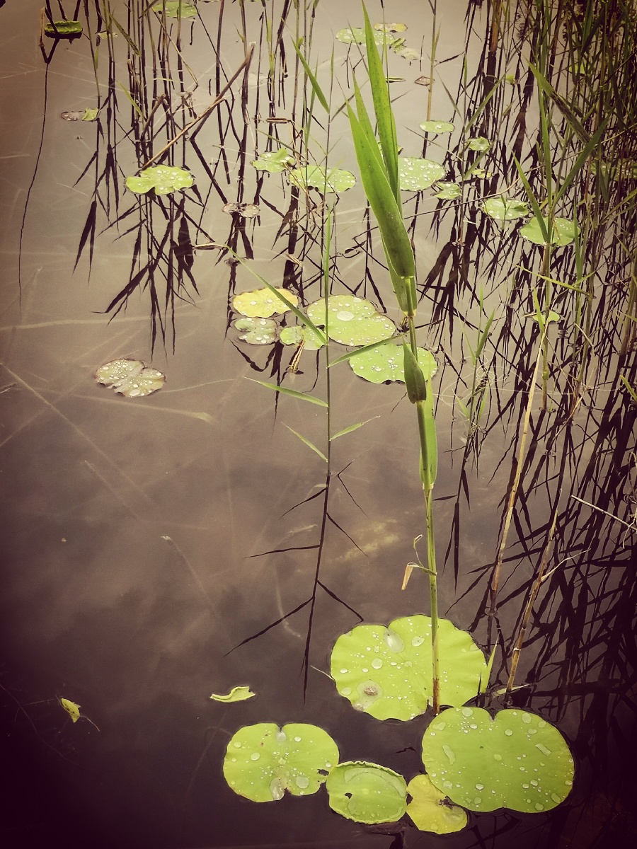 芦苇与荷花共生,身份血统差别能在一起吗?