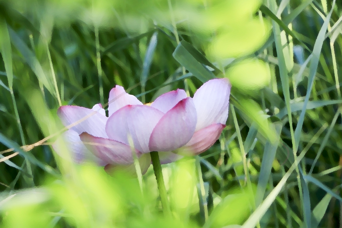 季夏之月腐草为萤细草生莲花放