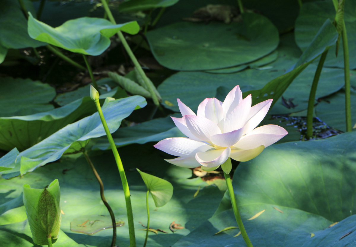 季夏之月腐草为萤细草生莲花放