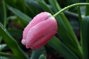 DSC_1827PS