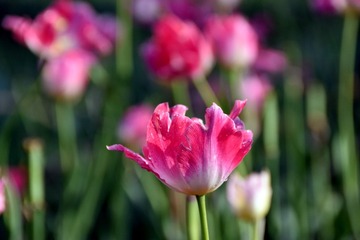 DSC_1861PS