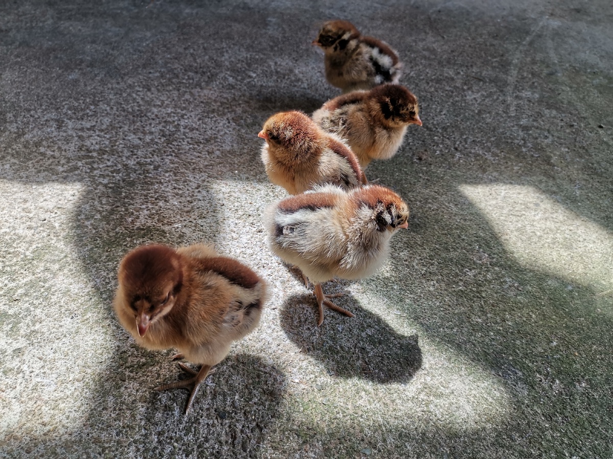 新养的小鸡