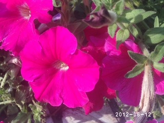 PHOT0555