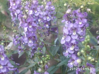PHOT0595
