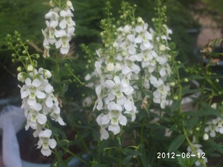 PHOT0593