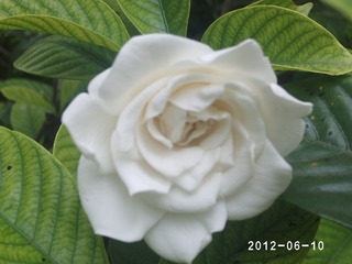 PHOT0498