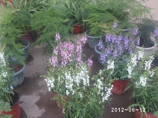 PHOT0594
