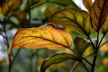 _DSC2780