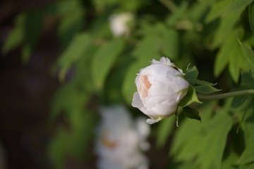 LLW_0551