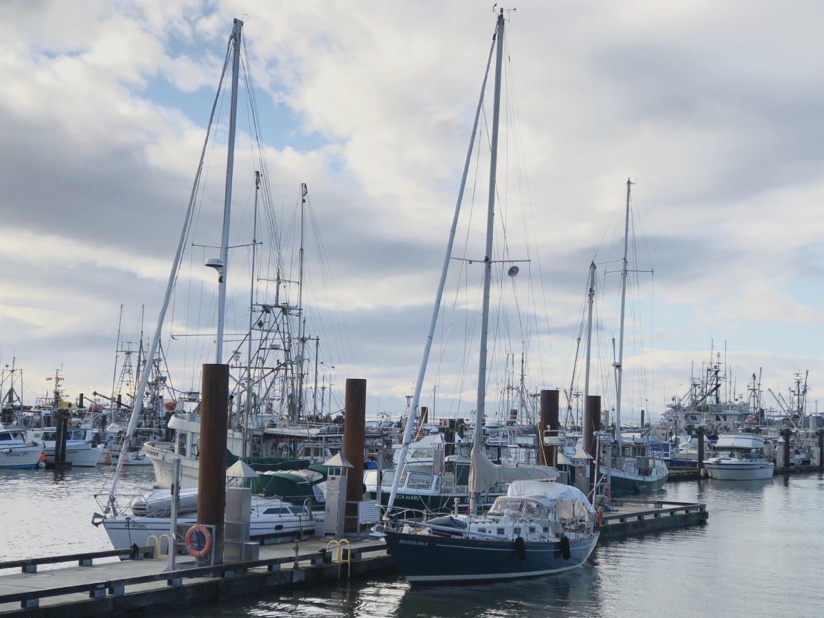 码头上很多船,静静守候