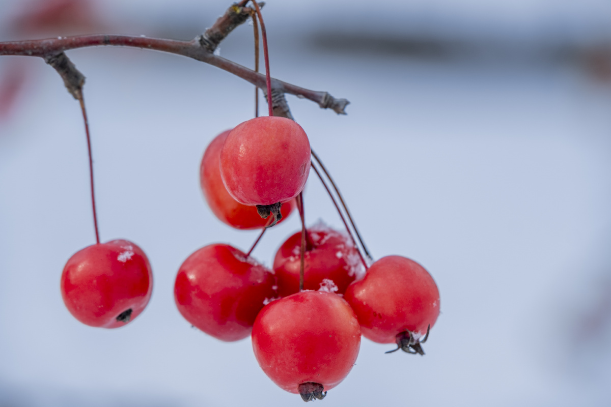 雪中小红果