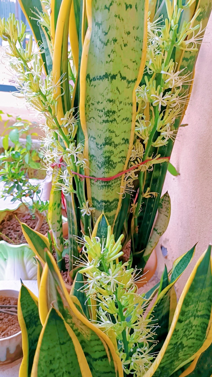 虎皮兰的惊艳1——夏日印象659. - 老玉-手机摄影师 - 图虫