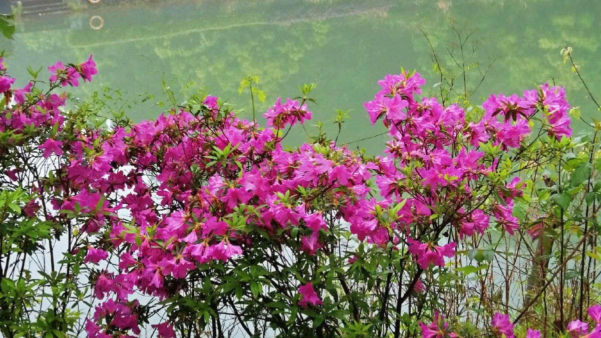锦绣杜鹃又名满山红