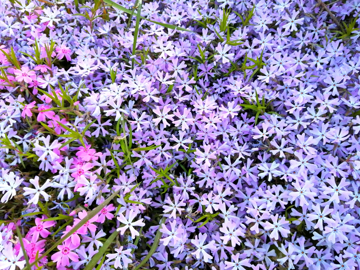 繁华,春天的色彩——针叶天蓝绣球