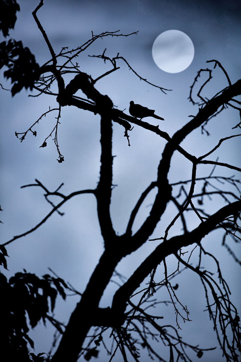 月出惊山鸟月出惊山鸟时鸣春涧中