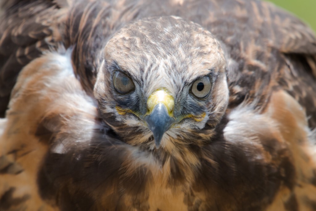 盯着我的大鵟~一只眼睛用瞬膜遮着。<br />
大鵟 Upland Buzzard<br />
四川省阿坝藏族羌族自治州红原县