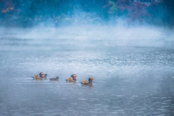 DSC_7232-2
