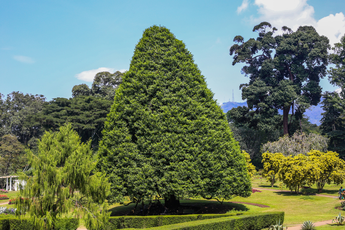 绿色世界康提植物园