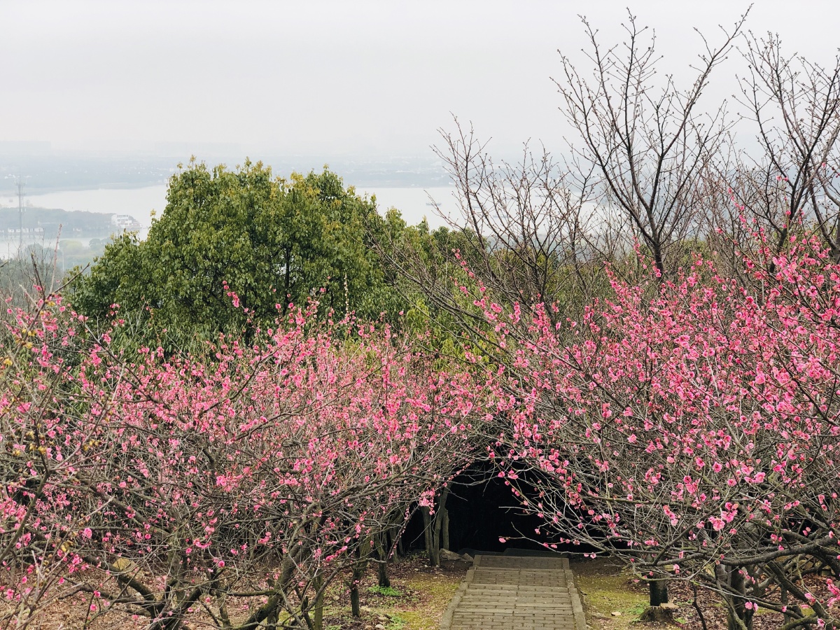 苏州赏梅胜地光福香雪海