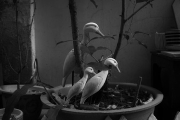 SDIM0005