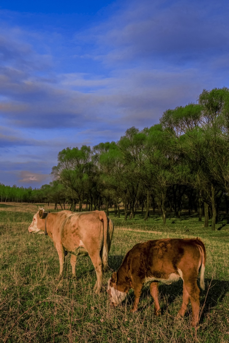 大东北辽河边上初春的景象恬静舒缓牛群在懒羊羊的吃着草晒着太阳
