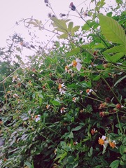 1540515