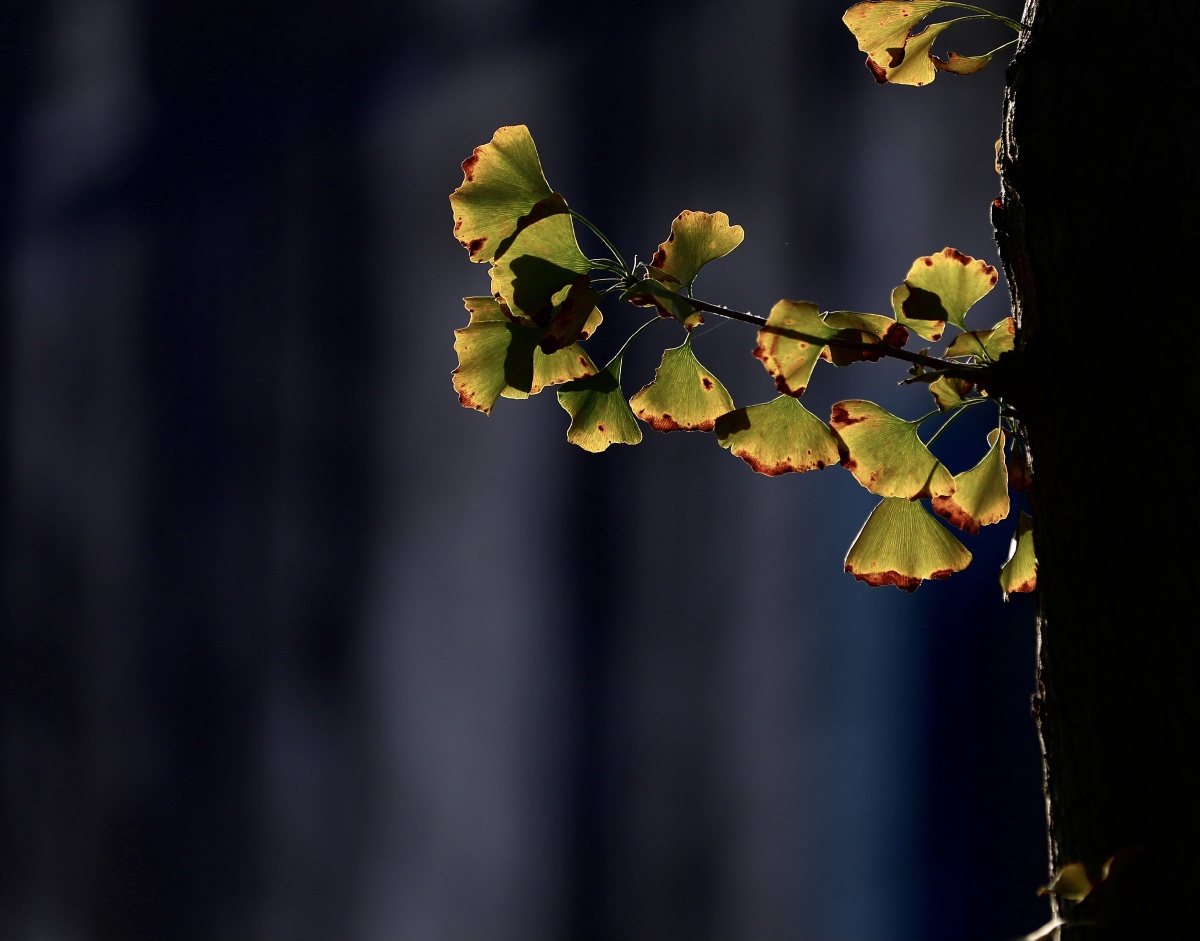 几片银杏叶也许非常不起眼但它却是秋天最忠实的使者