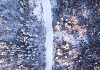 雪树路