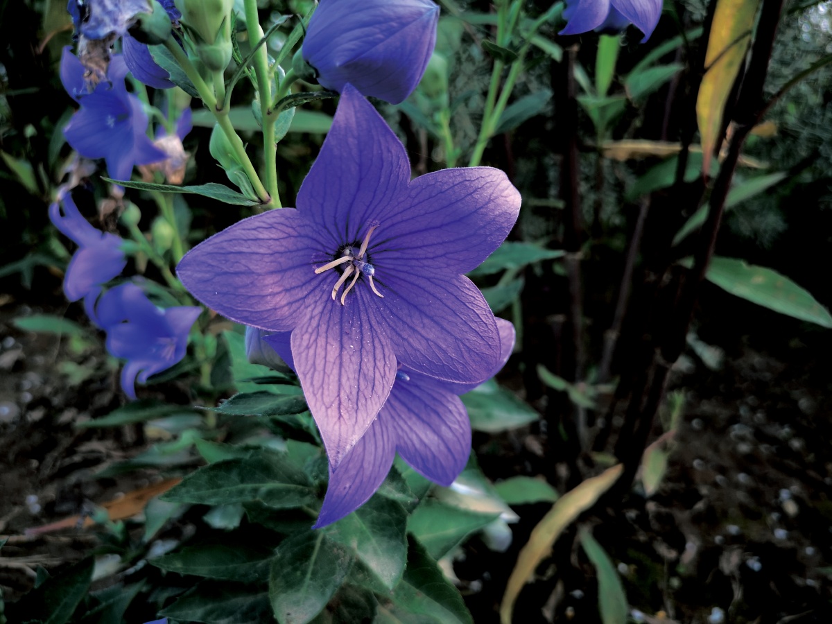 复古色的桔梗花