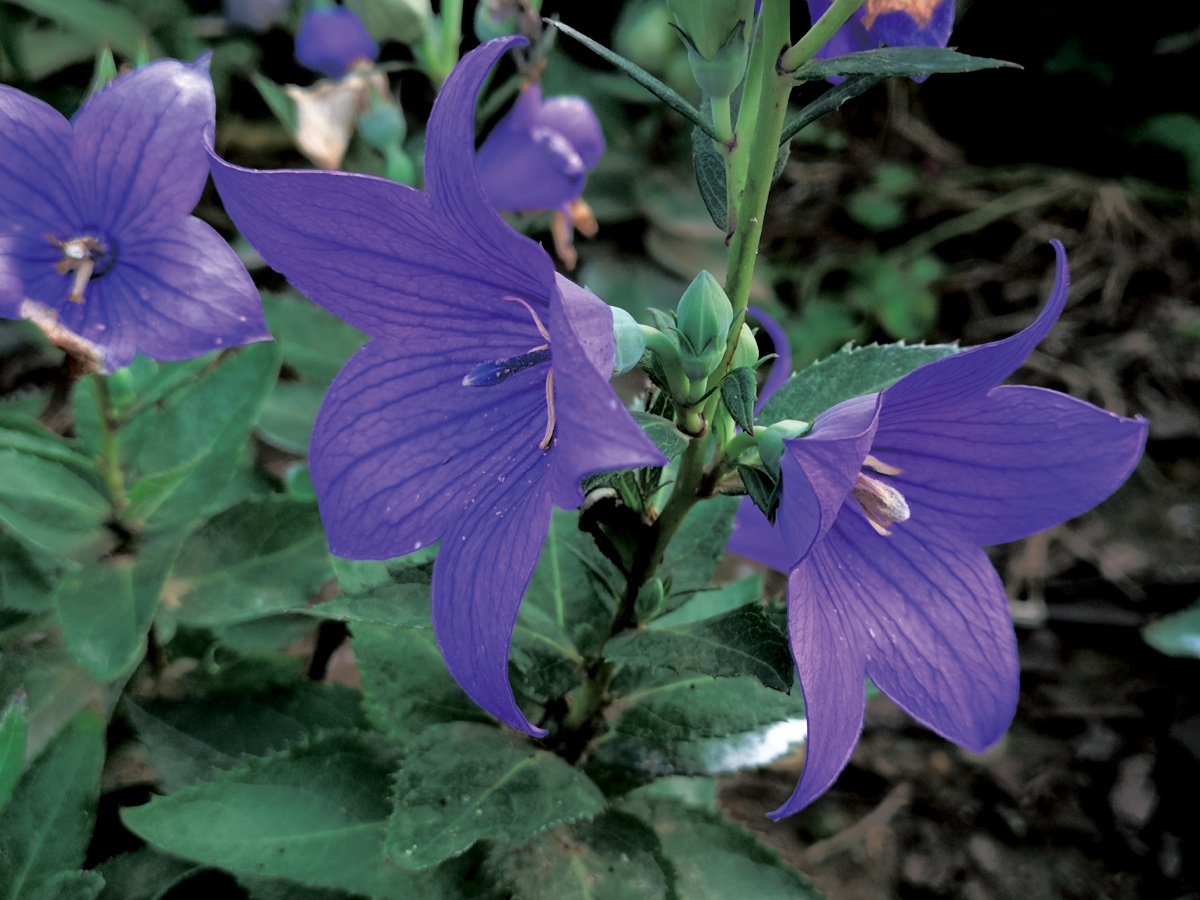 复古色的桔梗花