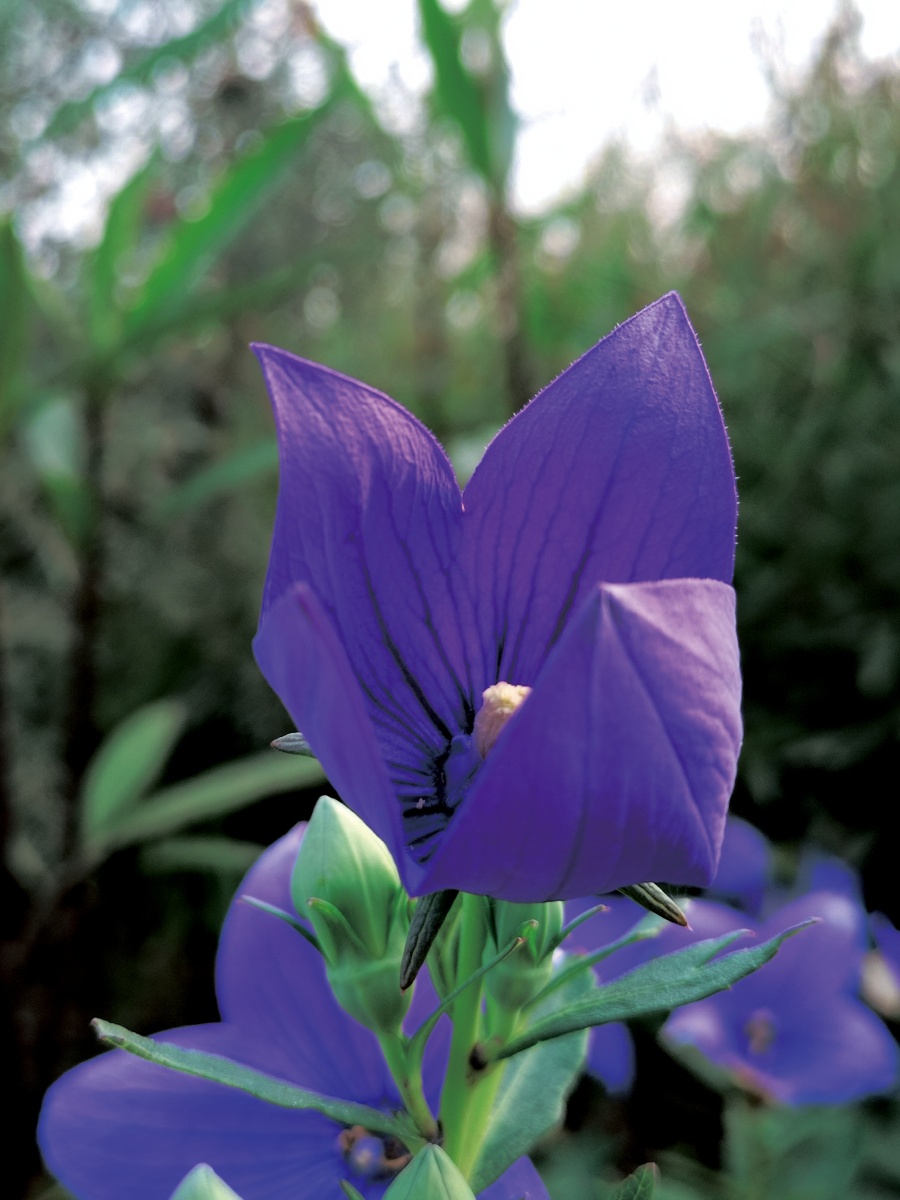 复古色的桔梗花