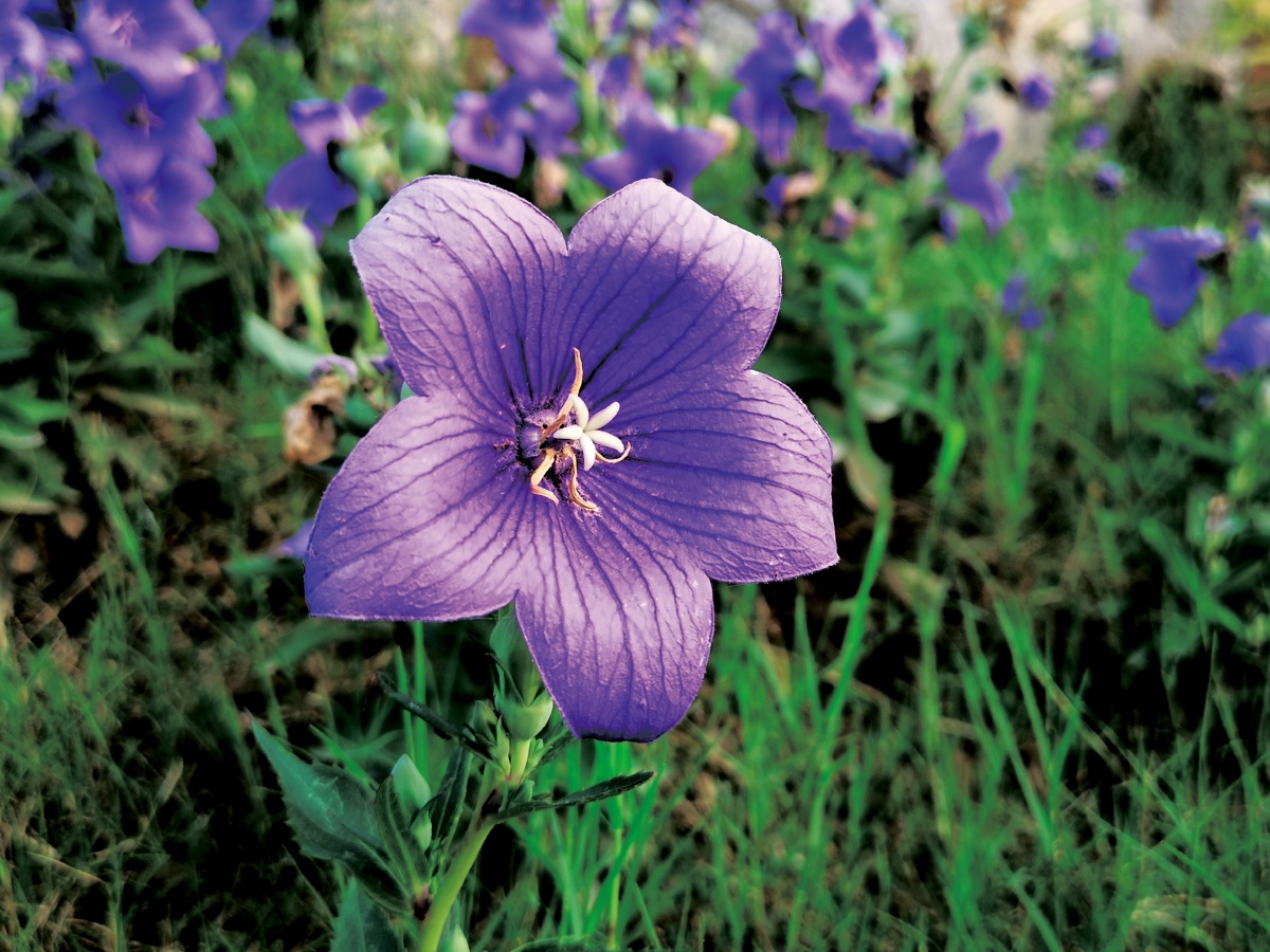 复古色的桔梗花