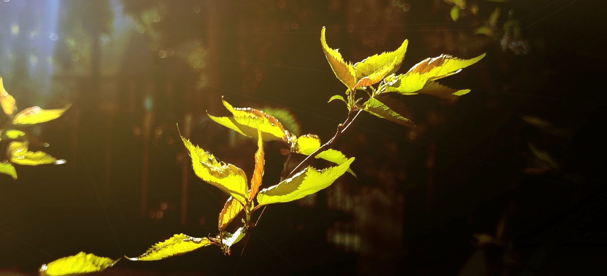 春芽阳光照耀下树木嫩芽晶亮闪耀焕发出勃勃生机