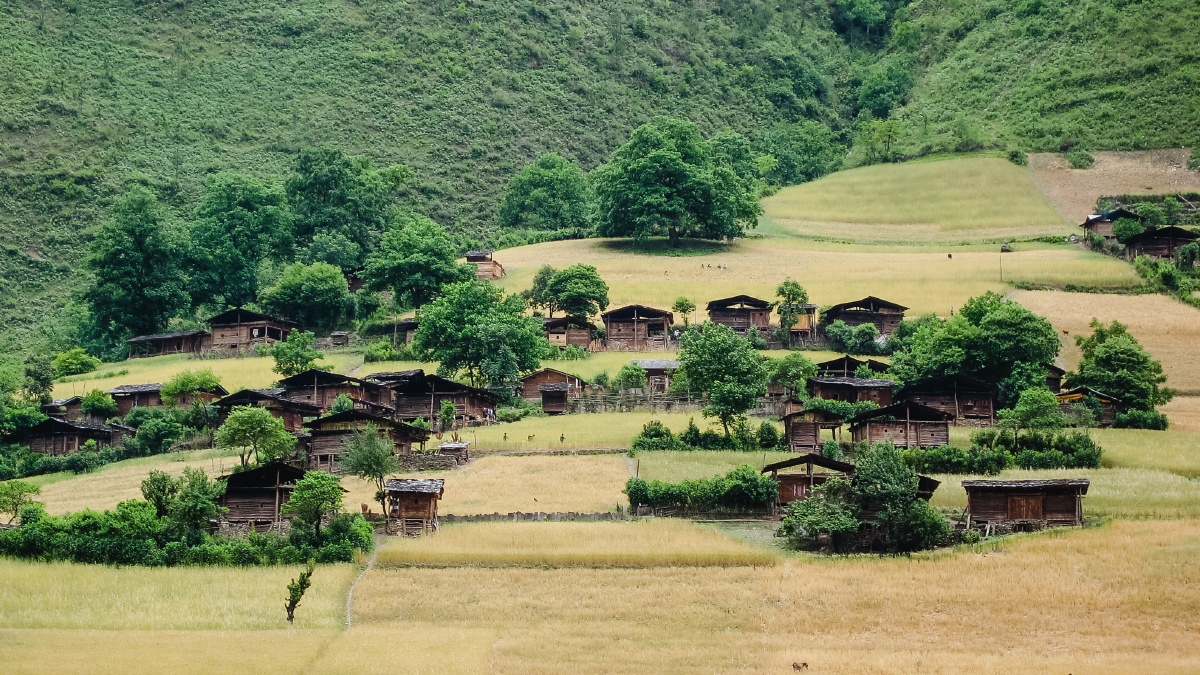 丙中洛雾里村——黄与绿