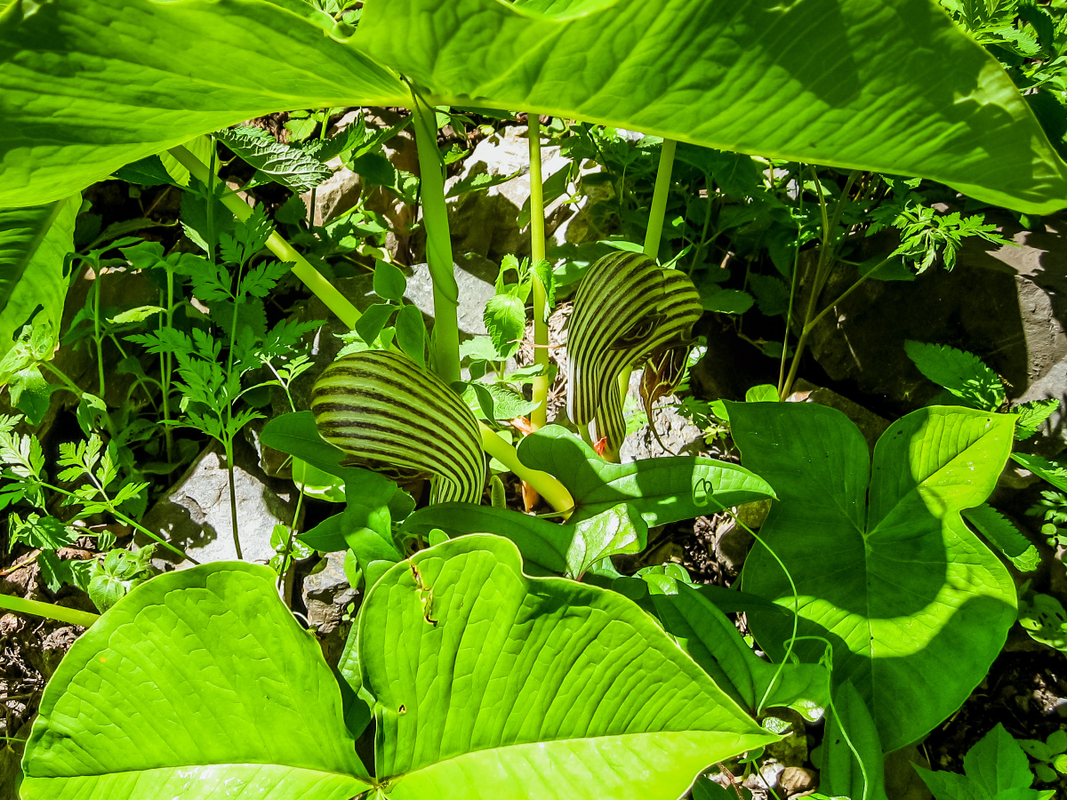 象头花天南星属其实更象麻蛇头