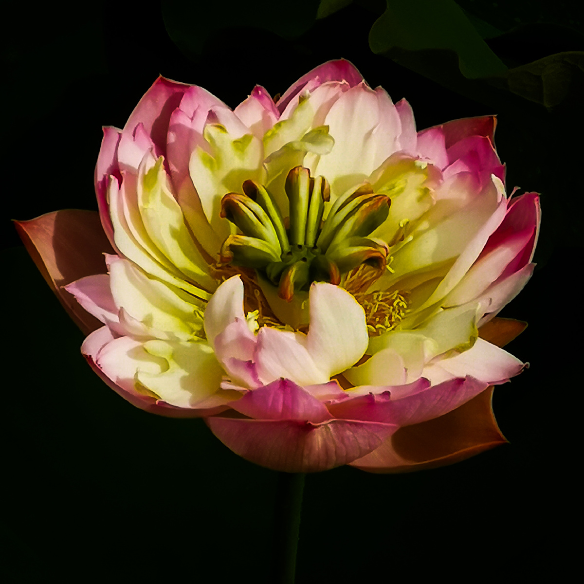 花中花,莲心花 - 红杏在林 - 图虫