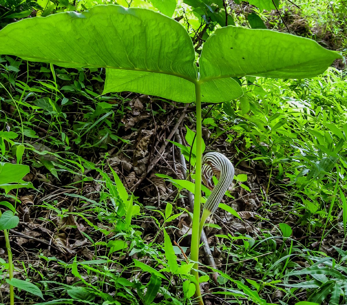 象头花天南星属其实更象麻蛇头