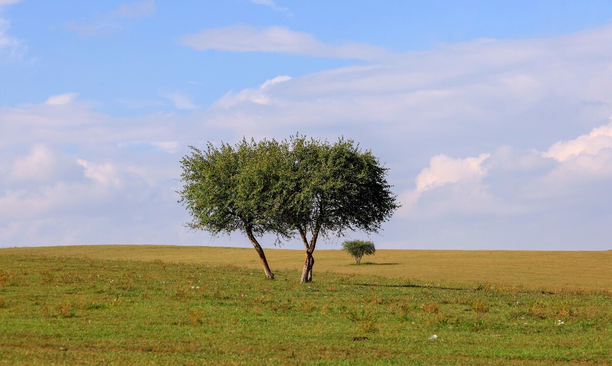 坝上的广袤的草原上偶尔出现并肩而立的两棵树它们仿佛与蓝天白云共同