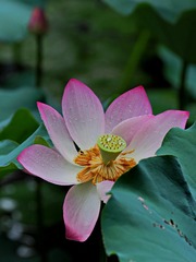P5200106