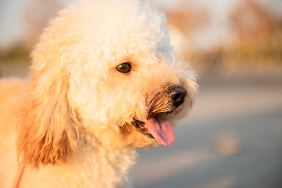 它的名字叫蛋挞一只爱笑的泰迪