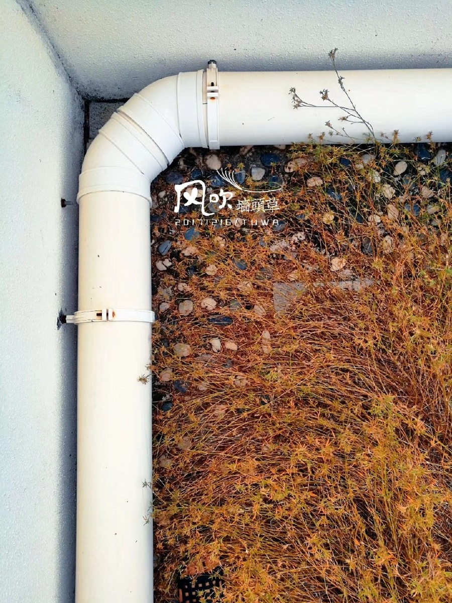 风吹墙头草/20171216