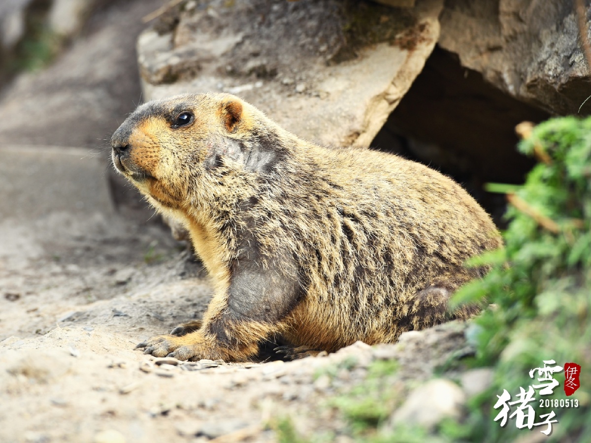 2018藏地行06雪猪子