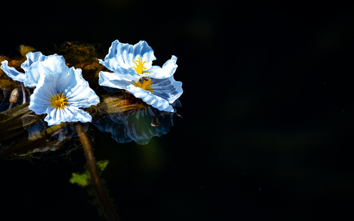 水性杨花沪沽湖海藻花海菜花据说是水质好的地方才能长好一天可开三次