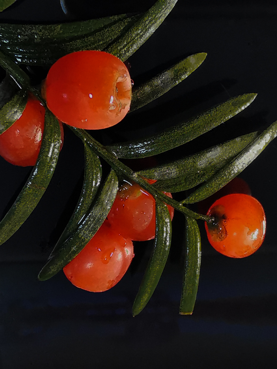 红豆杉果实红豆杉果实